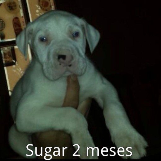 sugar con dos meses